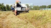 Rice harvest in the Mekong Delta (Photo: SGGP)