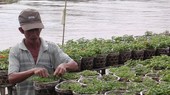 A farmer prepares Tet flower in Sa Dec flower village, Dong Thap province