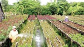 A Tet flower garden in Sa Dec city, Dong Thap province
