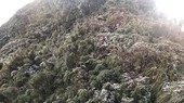 A frost-covered forest in Lao Cai province