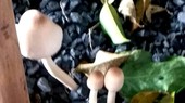 Tây Ninh: Thêm 3 người bị ngộ độc do ăn nấm lạ