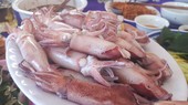 Hà Tĩnh: Mực nhảy Vũng Áng hấp dẫn du khách