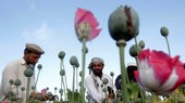 Nông dân làm việc tại một cánh đồng anh túc ở tỉnh Jalalabad, Afghanistan. Ảnh: REUTERS