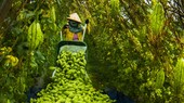 Người dân xã Xuân Phú (huyện Xuân Lộc) thu hoạch khổ qua. Ảnh: VĂN HỢP