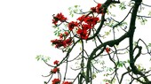 Mùa hoa gạo nở trong ký ức