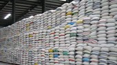 Số lượng gạo tồn đọng trong kho của các DN ở ĐBSCL rất lớn.