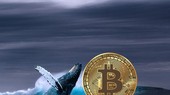 10 cá voi di chuyển lượng Bitcoin lớn nhất kể từ 2019, biến động giảm hơn nữa?