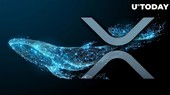 XRP tiếp tục thu hút sự chú ý của nhà đầu tư, cá voi di chuyển 563.571 XRP