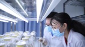Phản hồi loạt bài “Trục lợi trong nghiên cứu khoa học ở các trường đại học”: Đưa vấn đề liêm chính học thuật vào nghị định trình Chính phủ