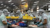 Khoa học - công nghệ đã giúp ngành cá tra vững bước phát triển. Ảnh: PHAN HUY