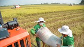 Nông dân vùng ĐBSCL thu hoạch lúa vụ đông xuân