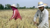 Diện tích gieo trồng tại Thái Lan giảm do thời tiết thay đổi khiến mưa đến muộn. Ảnh minh họa