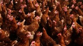 S Korea to adopt tracking system for poultry supply chain