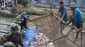 Tra fish prices increase to record high