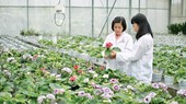 Khu thực nghiệm các giống hoa mới tại Trung tâm Công nghệ sinh học TPHCM. Ảnh: VIẾT CHUNG - ĐĂNG QUÂN