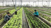 Hợp tác sản xuất sản phẩm hữu cơ