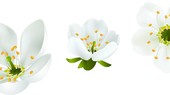 Niềm yêu của anh
