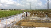 Kéo dài thời hạn thực hiện hạng đất tính thuế sử dụng đất nông nghiệp