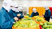 “Giấy thông hành” cho trái cây ĐBSCL