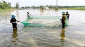 Miền Tây ngóng mùa nước nổi