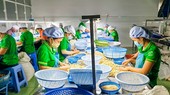 Chế biến hạt điều xuất khẩu tại Bình Phước.
