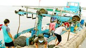 Ngư dân Bình Thuận hối hả chuẩn bị ngư cụ, nhu yếu phẩm để ra khơi đánh bắt hải sản vụ tết.