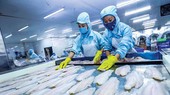 Việc XK cá tra sang thị trường Nga ẩn chứa nhiều bất ổn.