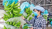 Nghị định thư kiểm dịch quả chuối tươi với Trung Quốc được ký kết, không chỉ giúp các nhà vườn, doanh nghiệp xuất khẩu Việt Nam nắm bắt quy định rõ ràng minh bạch hơn.