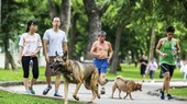 Chó thả rông ở công viên không được rọ mõm.