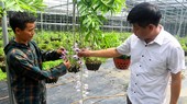 Nhiều người chơi và trồng lan cũng không hiểu sao lan đột biến lại có giá trị cao đến như vậy.