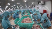 Dây chuyền chế biến cá tra phi lê xuất khẩu tại nhà máy của Công ty CP đầu tư phát triển đa quốc gia. (Ảnh: Vũ Sinh/TTXVN)