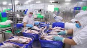 Sản phẩm thủy sản xuất khẩu thế mạnh là cá tra. (Ảnh: Vũ Sinh/TTXVN)