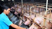Chăm sóc đàn lợn. (Ảnh: An Hiếu/TTXVN)