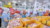 Mặt hàng cá tra là một trong 11 loại nông sản xuất khẩu đạt hơn 1 tỷ USD trong năm 2022. (Ảnh: Vũ Sinh/TTXVN)