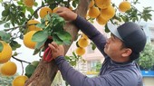 Hoa, cây cảnh ùn ùn về phố phục vụ dân chơi Tết