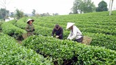 Các hình thức tập trung, tích tụ đất đai cho sản xuất nông nghiệp là định hướng mới trong Dự thảo.
