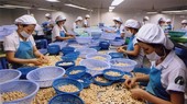 Kim ngạch xuất khẩu điều nhân chỉ đạt 3,08 tỷ USD vào năm 2022, chấm dứt giai đoạn tăng trưởng về xuất khẩu kéo dài suốt thập kỷ từ năm 2011-2021 của ngành hàng tỷ đô này.