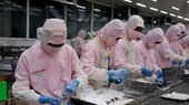 Chế biến tôm xuất khẩu tại Công ty Phát triển Kinh tế Duyên Hải (COFIDEC), huyện Bình Chánh, Thành phố Hồ Chí Minh. (Ảnh: Hồng Đạt/TTXVN)