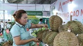 Sầu riêng là một trong những nông sản được xuất khẩu sang Trung Quốc. (Ảnh: Tuấn Anh/TTXVN)