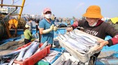 EC lùi lịch kiểm tra về chống khai thác IUU tại Việt Nam sang tháng 10