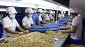 Chế biến điều xuất khẩu. (Ảnh: Đình Huệ/TTXVN)