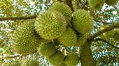 Bên cạnh việc đảm bảo đủ sản lượng cung ứng xuất khẩu, vấn đề chất lượng và an toàn vệ sinh sản phẩm là yếu tố then chốt. (Ảnh: PV/Vietnam+)