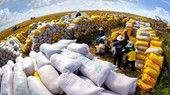 Đến nay, lượng gạo xuất khẩu của cả nước đạt hơn 4,9 triệu tấn, tương đương khoảng 2,65 tỷ USD (Ảnh minh họa: KT)