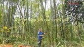 Người đưa sản phẩm tre, luồng vươn xa