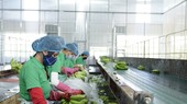 Hơn 82% doanh nghiệp có ý định thu hẹp sản xuất và ngừng kinh doanh