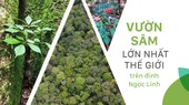 Vườn sâm lớn nhất thế giới trên đỉnh Ngọc Linh