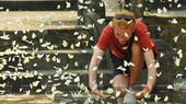 Cuc Phuong named Asia’s leading national park