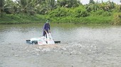 Production of pangasius fingerlings should be cautious
