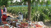 Dragon fruit prices climb, but not many fruits left to sell
