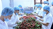 Five-month fruit and vegetable export turnover reaches US$1.4 billion